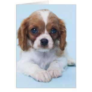 Cavalier King Charles Spaniel Puppy