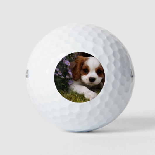 Cavalier King Charles Spaniel Puppy achter de bloe Golfballen (Voorkant)