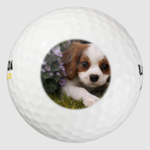 Cavalier King Charles Spaniel Puppy achter de bloe Golfballen