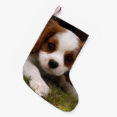 Cavalier King Charles Spaniel Puppy achter de bloe Kleine Kerstsok (Voorkant (Hangend))