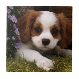 Cavalier King Charles Spaniel Puppy achter de bloe Tegeltje