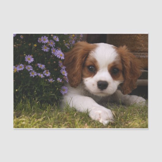 Cavalier King Charles Spaniel Puppy achter de bloe Tissuepapier (Voorkant)