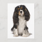Cavalier King Charles Spaniel Puppy Dog Briefkaart (Voorkant)