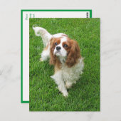 Cavalier King Charles Spaniel Puppy Dog Post Card Briefkaart (Voorkant / Achterkant)