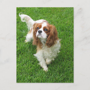 Cavalier King Charles Spaniel Puppy Dog Post Card Briefkaart