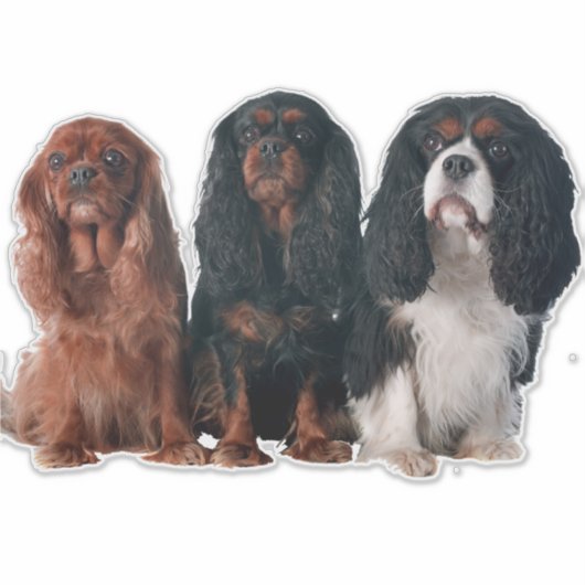 Cavalier King Charles Spaniel Puppy Dog Sticker (Voorkant)