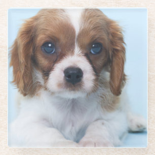 Cavalier King Charles Spaniel Puppy Glazen Onderzetter