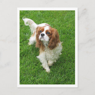 Cavalier King Charles Spaniel Puppy Hond Briefkaart