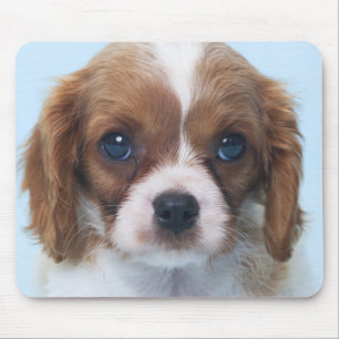 Cavalier King Charles Spaniel Puppy Muismat