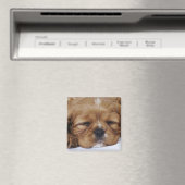 Cavalier King Charles Spaniel puppy slapen Magneet (Insitu (Vaatwasser))
