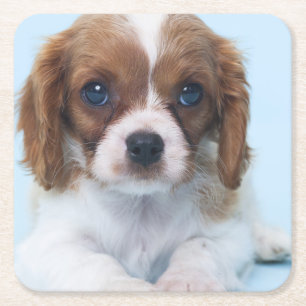 Cavalier King Charles Spaniel Puppy Vierkante Kartonnen Onderzetter