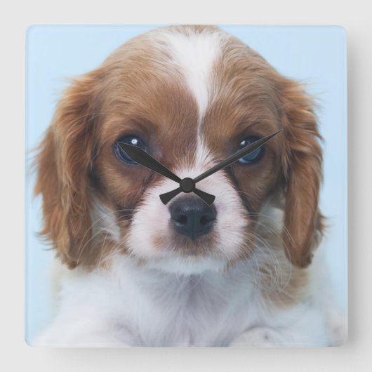 Cavalier King Charles Spaniel Puppy Vierkante Klok (Voorkant)