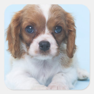 Cavalier King Charles Spaniel Puppy Vierkante Sticker