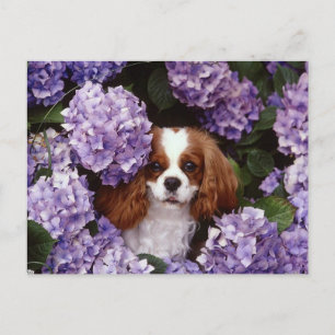 Cavalier King Charles Spaniel Red en White Briefkaart