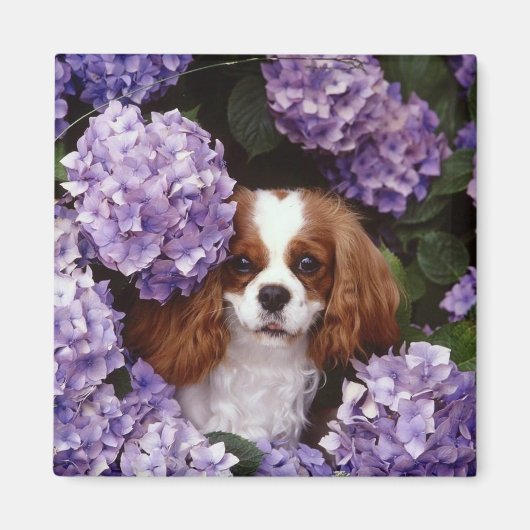 Cavalier King Charles Spaniel Red en White Magneet (Voorkant)