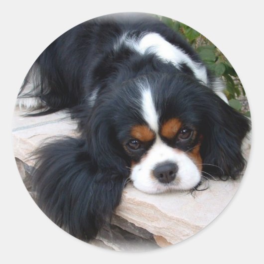 Cavalier King Charles Spaniel Ronde Sticker (Voorkant)