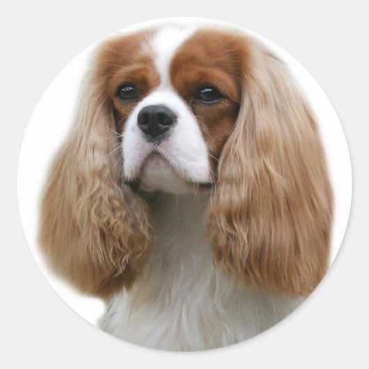 Cavalier King Charles Spaniel Ronde Sticker (Voorkant)