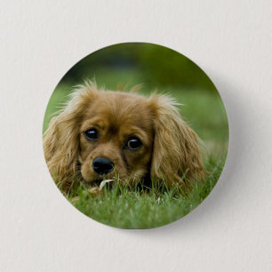 Cavalier King Charles Spaniel Ruby Ronde Button 5,7 Cm