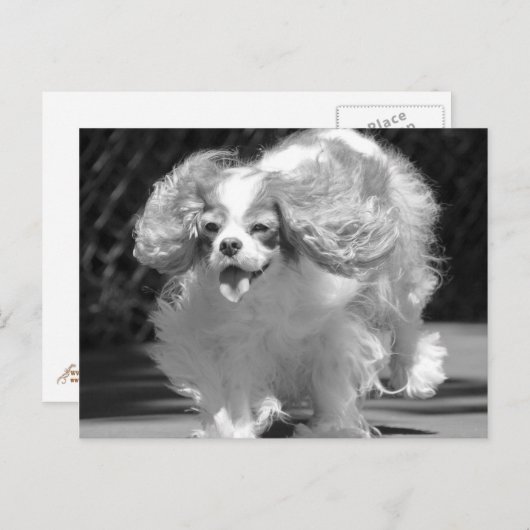Cavalier King Charles Spaniel Running Briefkaart (Voorkant / Achterkant)