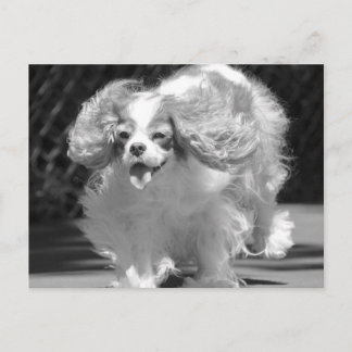 Cavalier King Charles Spaniel Running Briefkaart
