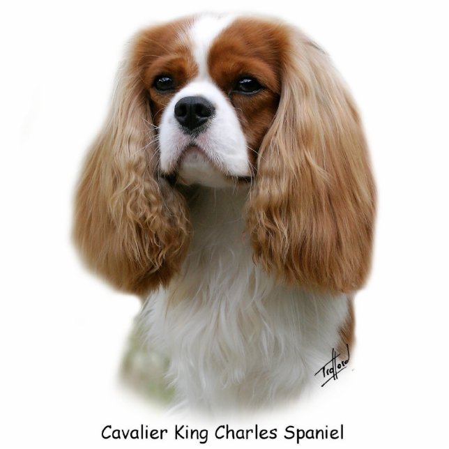 Cavalier King Charles Spaniel Staand Fotobeeldje (Voorkant)