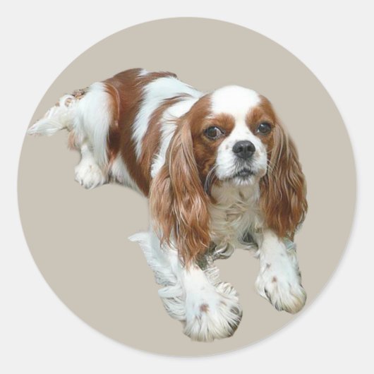 Cavalier King Charles Spaniel Sticker (Voorkant)