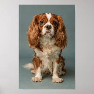 Cavalier King Charles Spaniel Stof Blauw Portret Poster