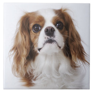Cavalier King Charles Spaniel Tegeltje