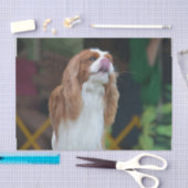 Cavalier King Charles Spaniel Tissuepapier (Craft)