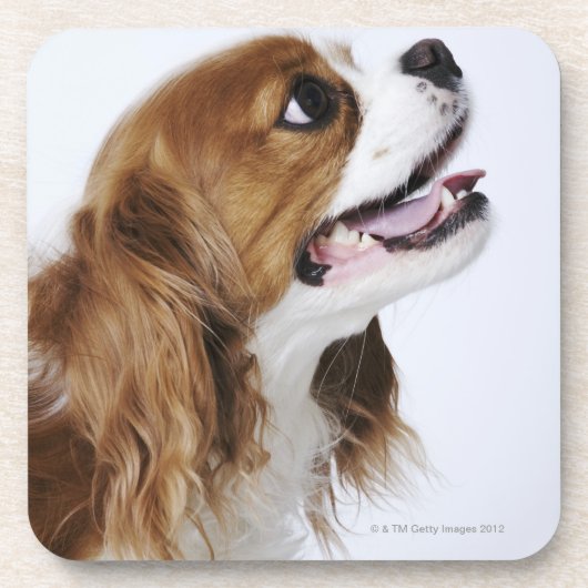 Cavalier King Charles Spaniel, uitzicht zijkant Drankjes Onderzetter (Voorkant)