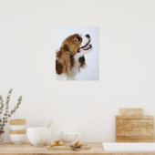 Cavalier King Charles Spaniel, uitzicht zijkant Poster (Keuken)
