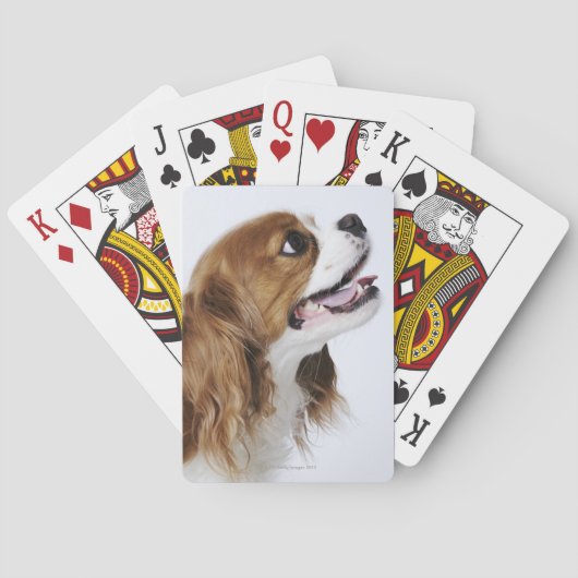 Cavalier King Charles Spaniel, uitzicht zijkant Speelkaarten (Achterkant)