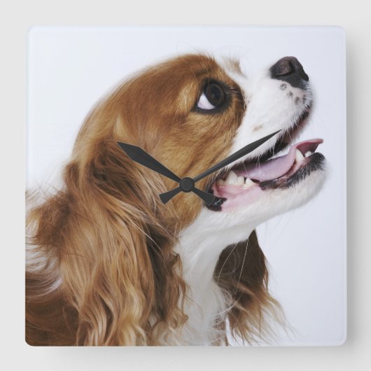 Cavalier King Charles Spaniel, uitzicht zijkant Vierkante Klok (Voorkant)