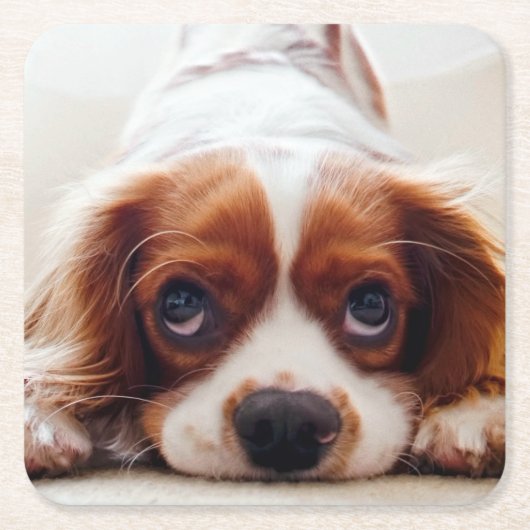 Cavalier King Charles Spaniel Vierkante Kartonnen Onderzetter (Voorkant)