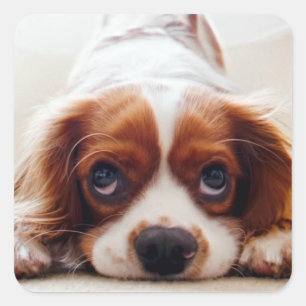 Cavalier King Charles Spaniel Vierkante Sticker