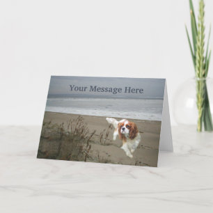 Cavalier King Charles Spaniel Wenskaart Feestdagen Kaart