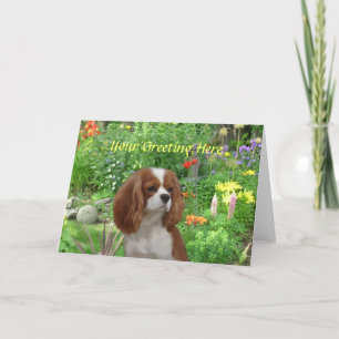 Cavalier King Charles Spaniel Wenskaart Kaart