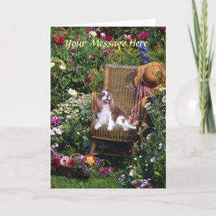 Cavalier King Charles Spaniel Wenskaart Kaart