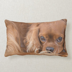 Cavalier King Charles Spaniel ziet uit naar je pil Kussen