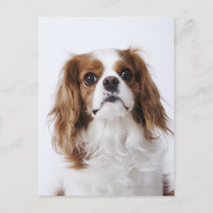 Cavalier King Charles Spaniel zit in studio Briefkaart
