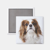 Cavalier King Charles Spaniel zit in studio Magneet (Voorkant / Achterkant)
