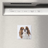 Cavalier King Charles Spaniel zit in studio Magneet (Insitu (Vaatwasser))