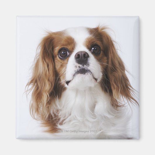 Cavalier King Charles Spaniel zit in studio Magneet (Voorkant)