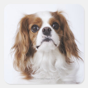 Cavalier King Charles Spaniel zit in studio Vierkante Sticker
