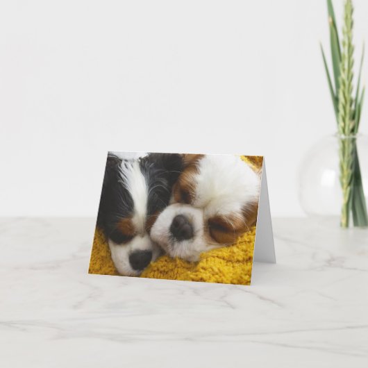 Cavalier King Charles Spaniels Blank Note Card Kaart (Voorkant)