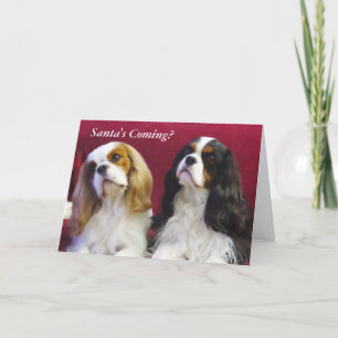 Cavalier King Charles Spaniels kerstkaart Feestdagen Kaart