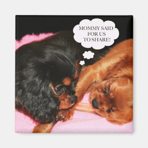 Cavalier King Charles Spaniels Puppies Magneet