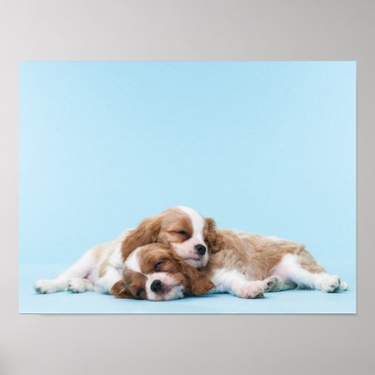 Cavalier King Charles Spaniels Sleeping Poster (Voorkant)