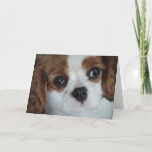 Cavalier King Charles wenskaarten Kaart