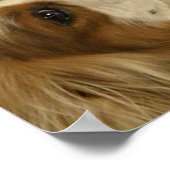 Cavalier King Charlies Spaniel Print (Hoek)